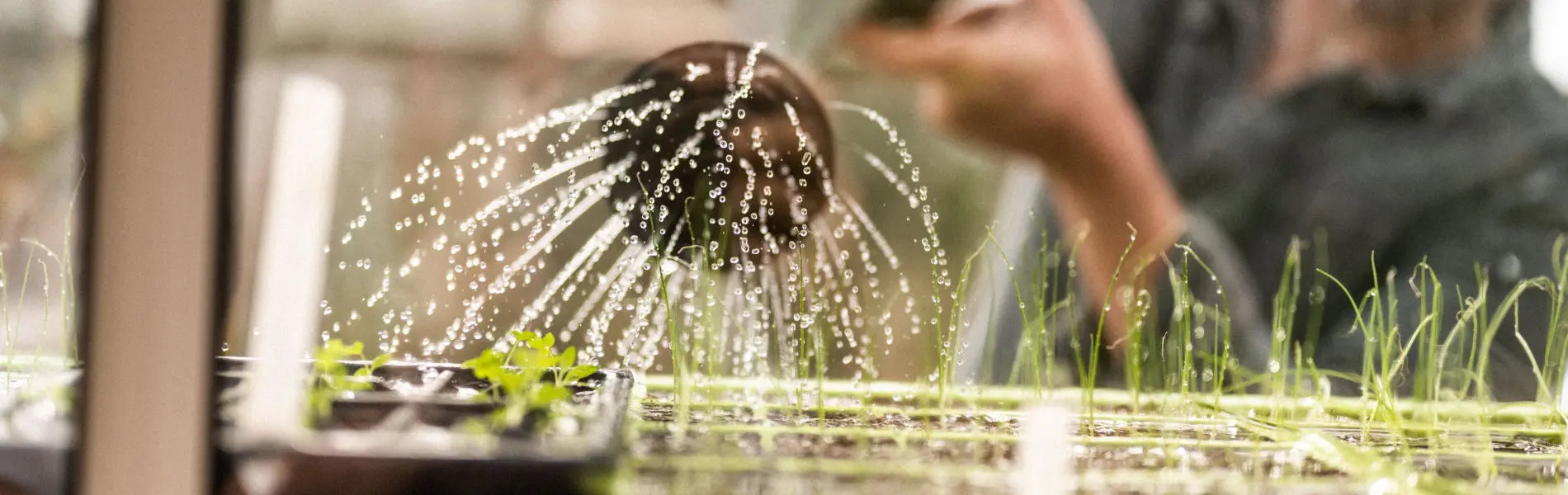 How to Save Water in Your Garden - Tips of the Trade