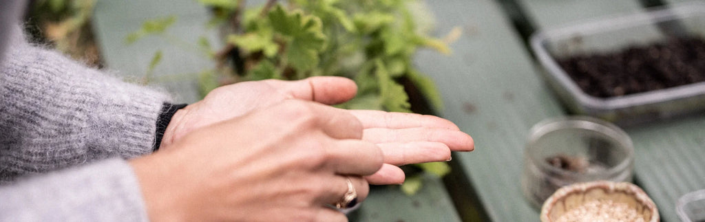 Luffa Cylindrica from the Cucurbitaceae family | Rhino Greenhouses US