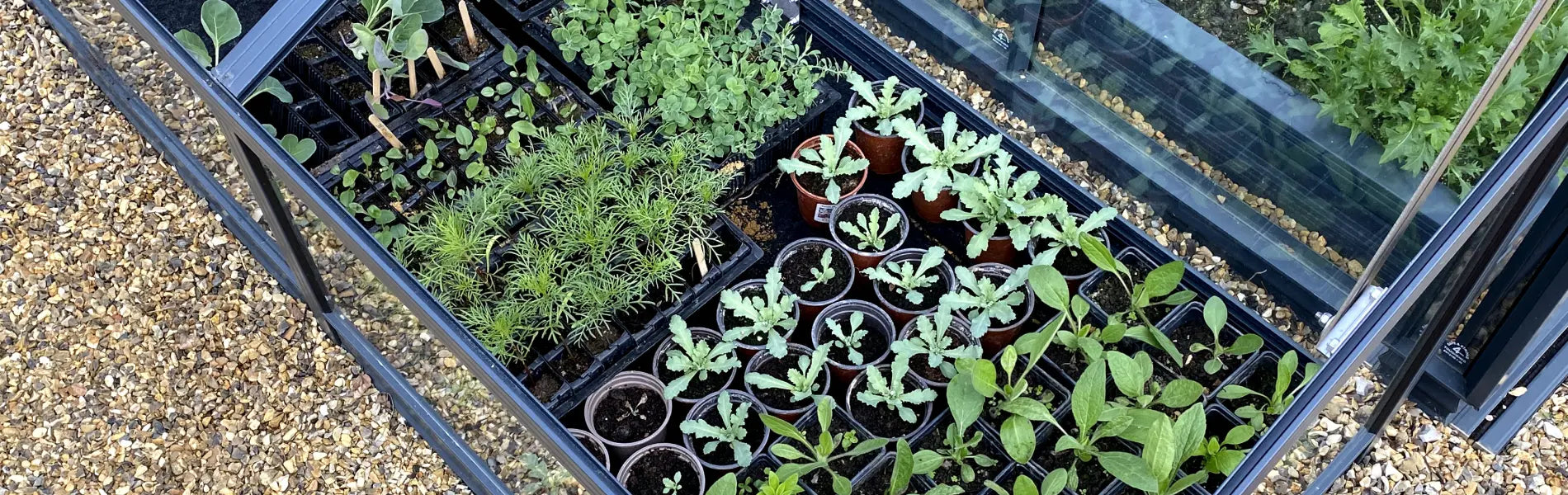 How to use a cold frame: companion planting and succession planting techniques