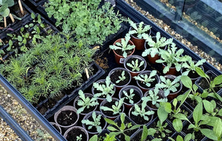 How to use a cold frame: companion planting and succession planting techniques