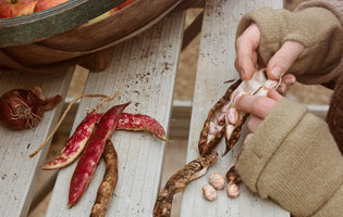 The Best Autumn & Winter Veggies to Sow Now