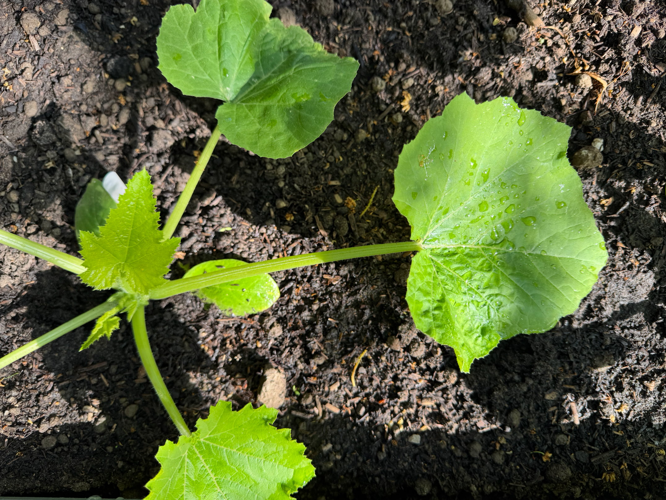 How to Grow Courgettes and Squash in the UK
