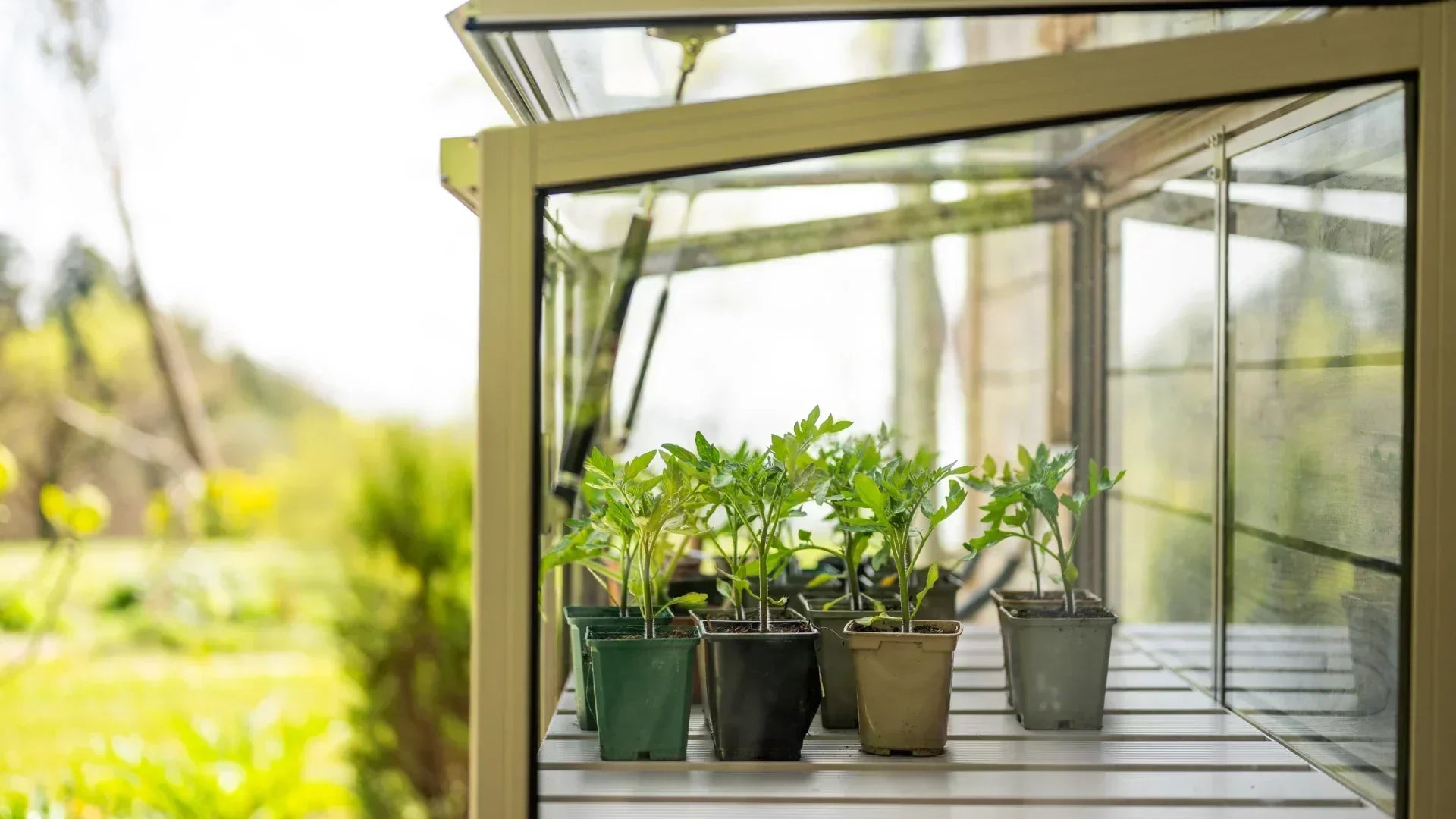 Gill's Spring 2025 Journal