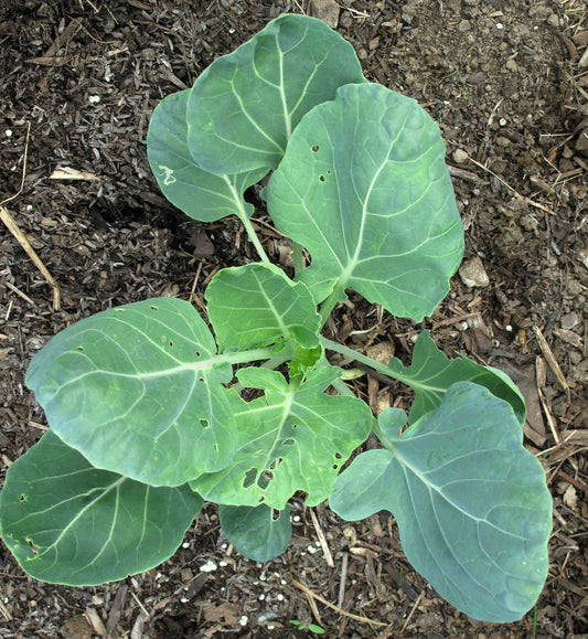How to Grow Brussels Sprouts in the UK