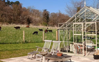 Things to Know Before Buying a Greenhouse