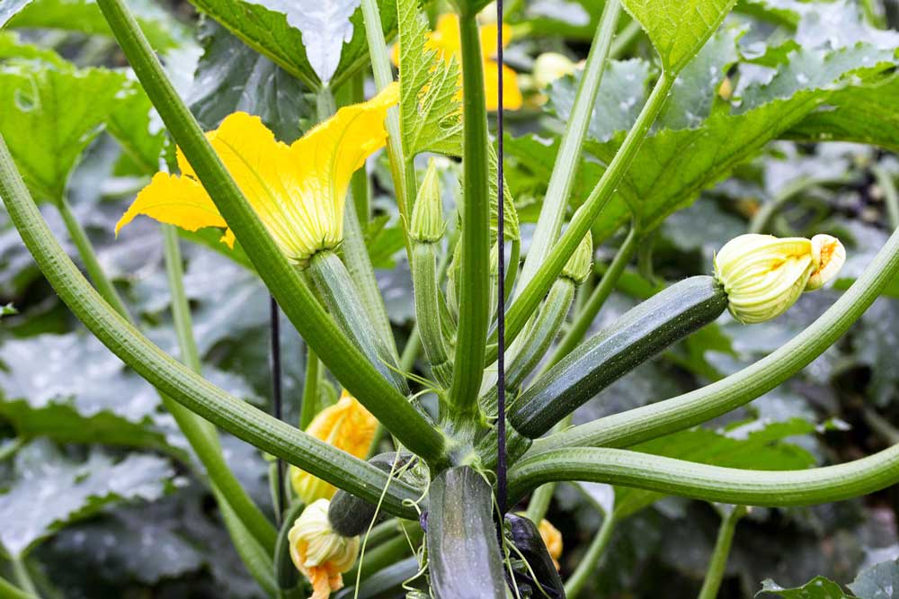 Our Essential Guide: How To Grow Courgettes & Squash