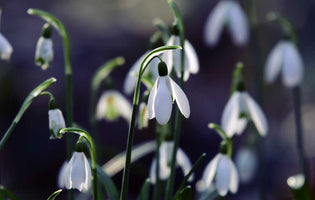 Tips for Planting Snowdrops