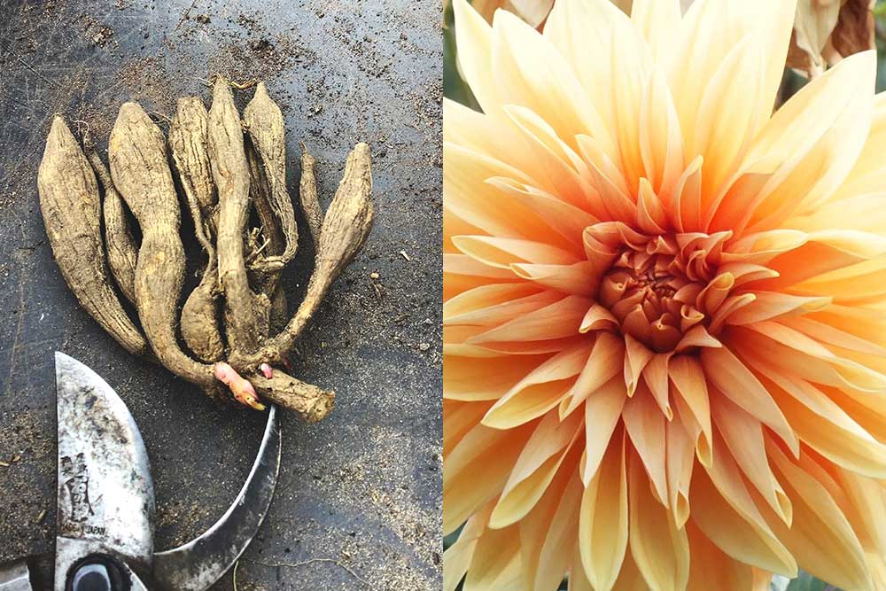 Our Essential Guide: How to Plant & Pot Up Dahlias