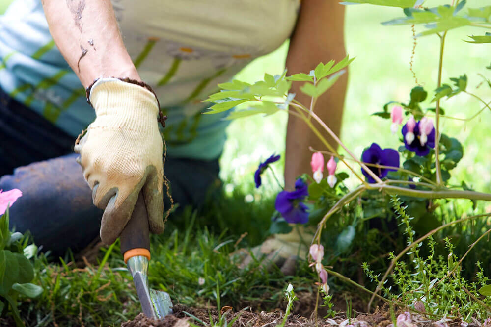 How Gardening Helps With Your Mental Health & Wellbeing