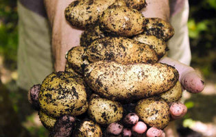 Our Essential Guide: How to Grow Potatoes