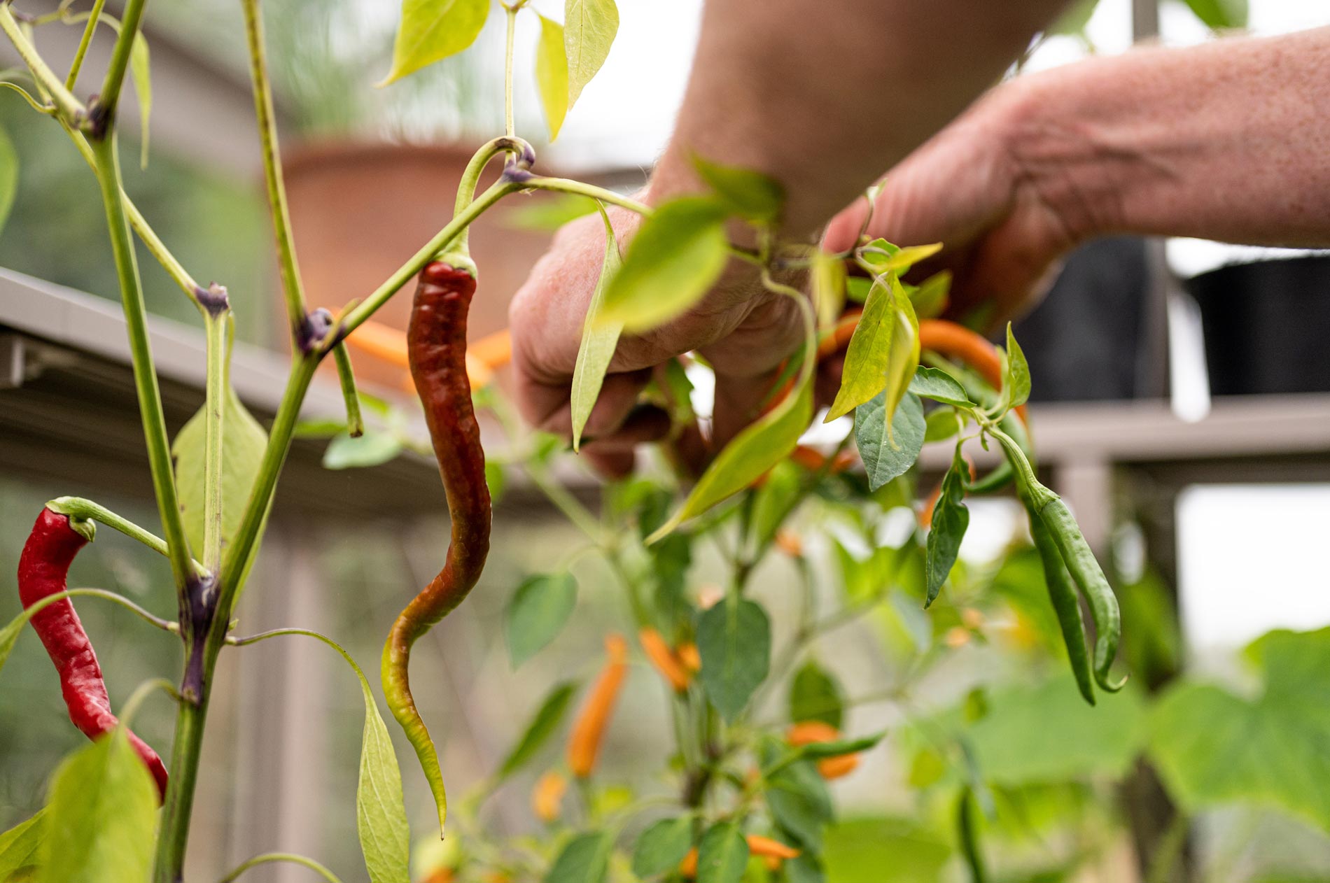 Our Essential Guide: How To Grow chilies In A Greenhouse