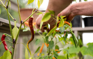 Our Essential Guide: How To Grow chilies In A Greenhouse