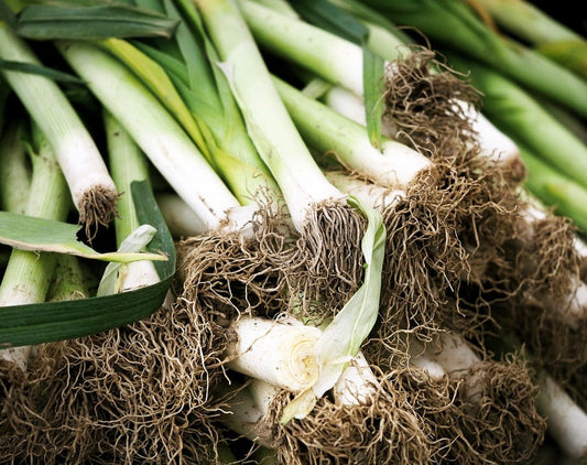 How to Grow Leeks in the UK