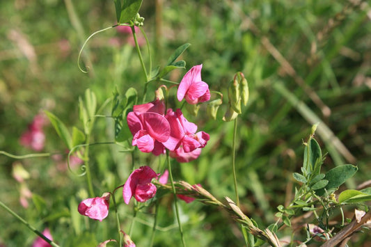 How to Grow Peas in the UK