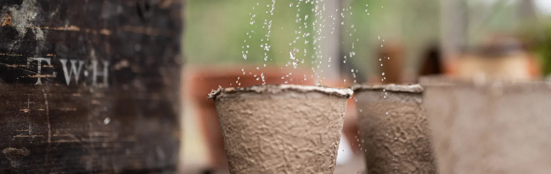 Watering seeds in recycled cardboard pots