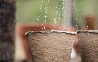Watering seeds in recycled cardboard pots