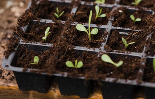 Sowing seeds in black seed tray