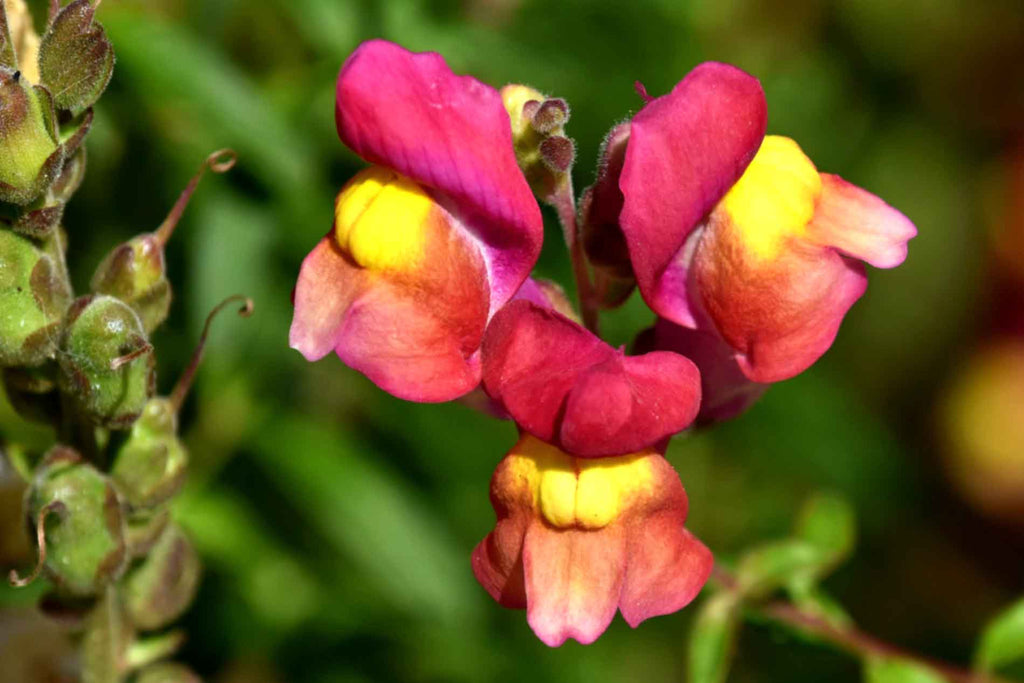 Snapdragons Keymsham Easy Growing Tips - Snapdragons | Rhino Greenhouses US