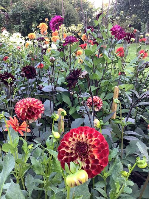 How to Plant & Pot Up Dahlias - Our Essential Guide