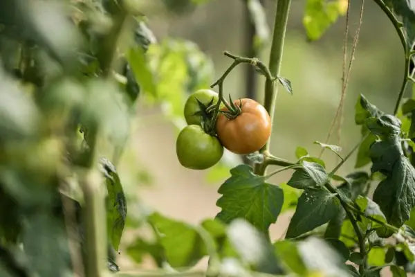How to Grow Tomatoes