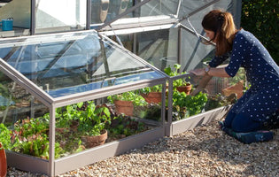 How to transition your plants from cold frame to garden