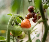 Rhino Premium Greenhouses