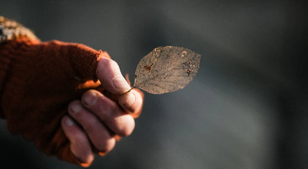 A had holding a winter leaf