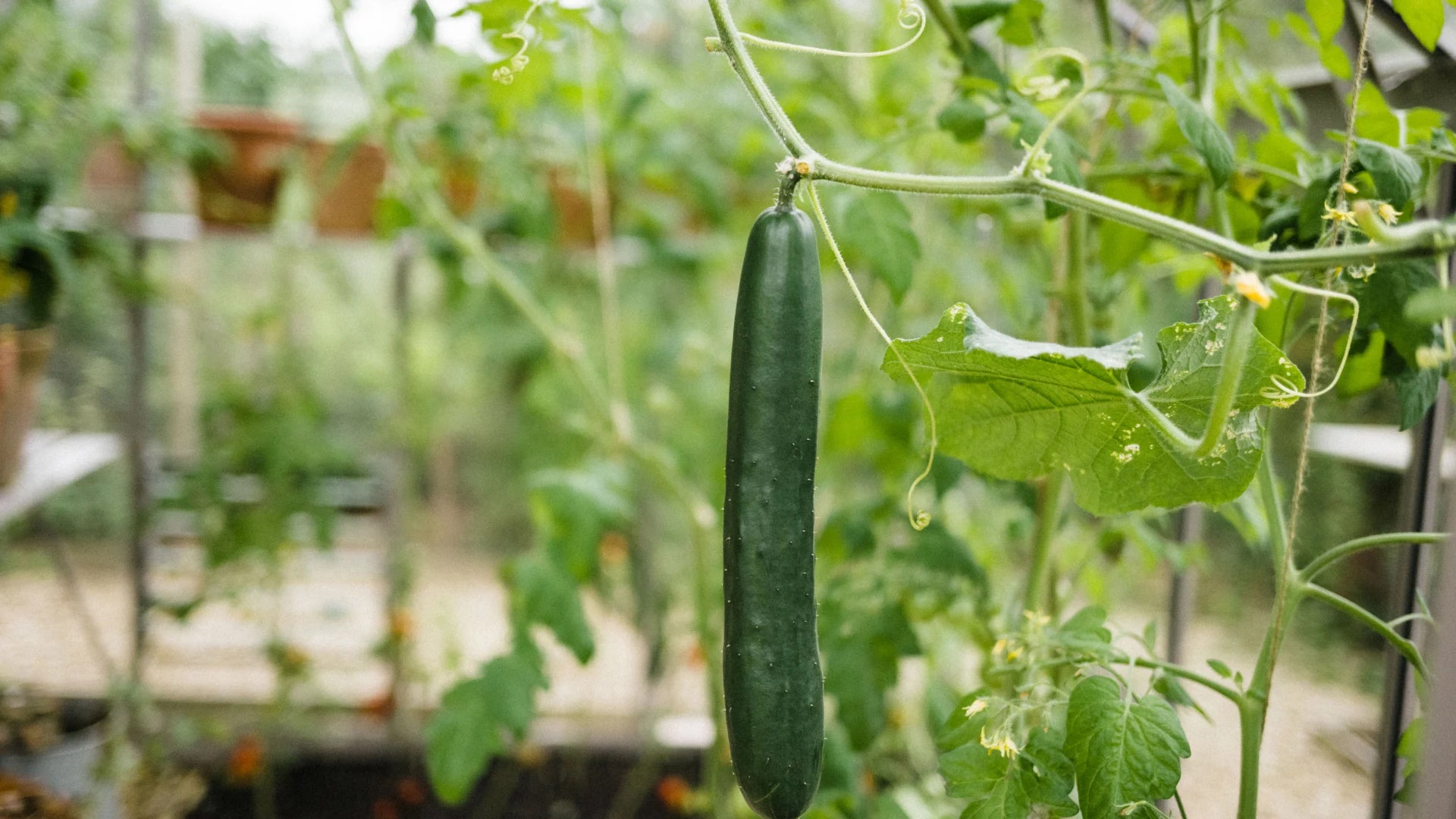 A long cucumber hangs from a vine amidst lush green leaves inside a Rhino Greenhouse, with blurred pots and plants in the background.