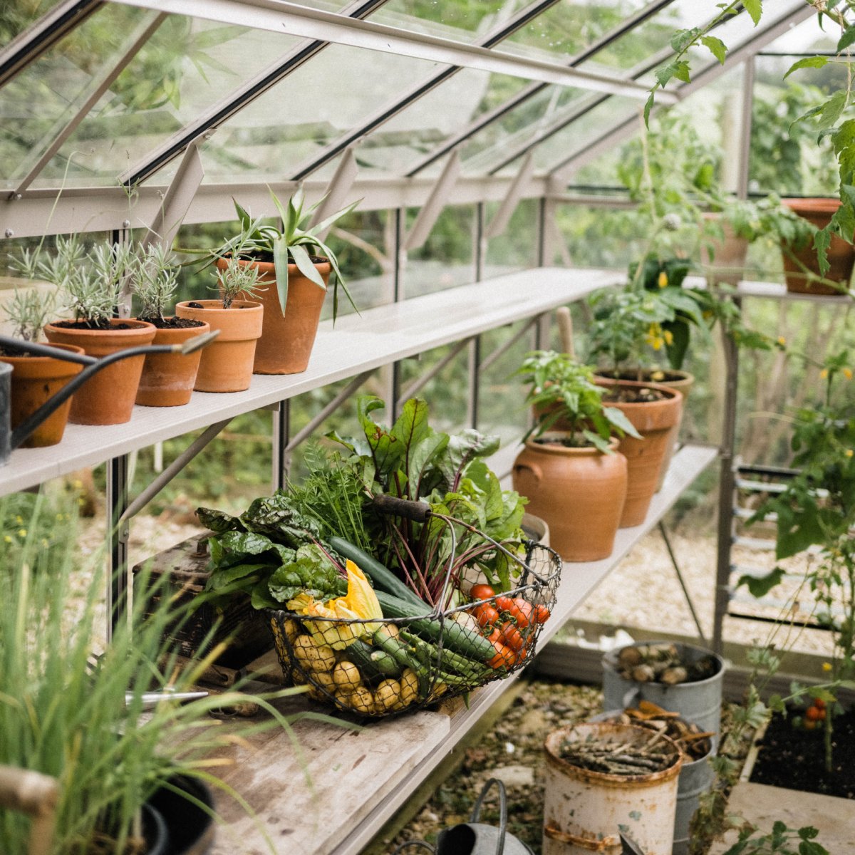 Rhino Premium 8x6ft Greenhouse - Colored Frame Kit - 25 Year